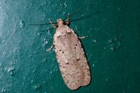 Agonopterix