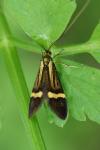 Nemophora degeerella