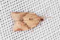 Clepsis consimilana