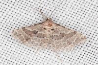 Alucita palodactyla