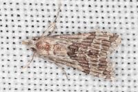 Alucita palodactyla