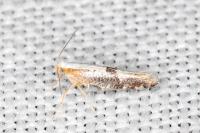 Argyresthia spinosella