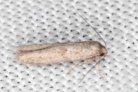 Blastobasis