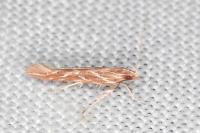 Pyroderces argyrogrammos