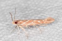 Pyroderces argyrogrammos