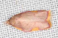 Carcina quercana