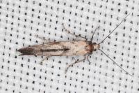Epermenia