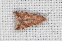 Brachmia blandella
