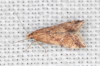 Brachmia blandella