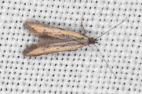 Mesophleps trinotella