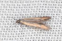 Mesophleps trinotella