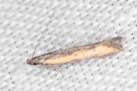 Mesophleps trinotella