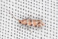 Phyllonorycter trifasciella