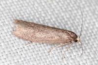 Agnoea