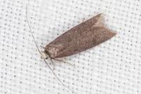 Agnoea