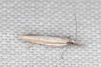 Pleurota ericella