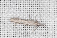 Pleurota ericella