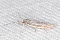Pleurota ericella