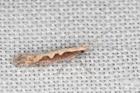 Plutella xylostella