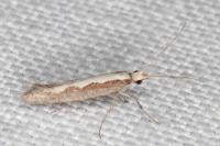 Plutella xylostella