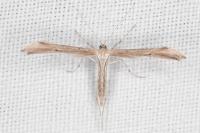 Emmelina monodactyla
