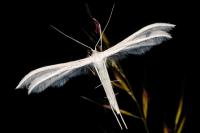 Pterophorus pentadactylus