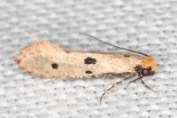 Tinea trinotella