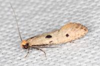 Tinea trinotella