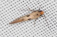 Tinea trinotella