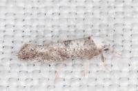 Paraswammerdamia albicapitella