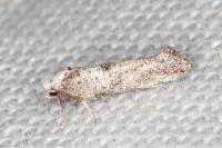 Paraswammerdamia albicapitella