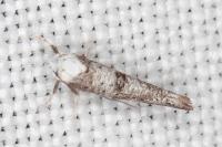 Paraswammerdamia albicapitella