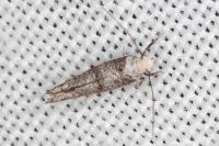 Paraswammerdamia nebulella