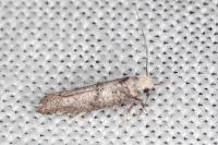 Paraswammerdamia nebulella