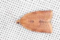 Clepsis consimilana