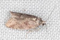 Cnephasia