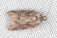 Cnephasia
