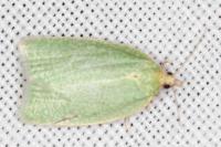 Tortrix viridana