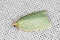 Tortrix viridana