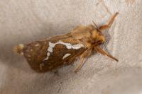 Korscheltellus lupulinus