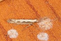 Plutella xylostella