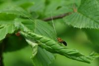 Nemophora degeerella