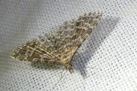 Alucita huebneri