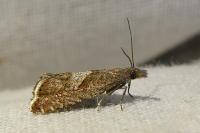 Dichrorampha acuminatana