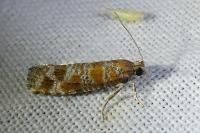 Rhyacionia pinivorana/miniatana