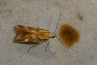 Mirificarma eburnella