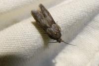 Blastobasis glandulella