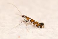 Dialectica imperialella