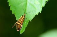 Nemophora degeerella