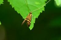 Nemophora degeerella